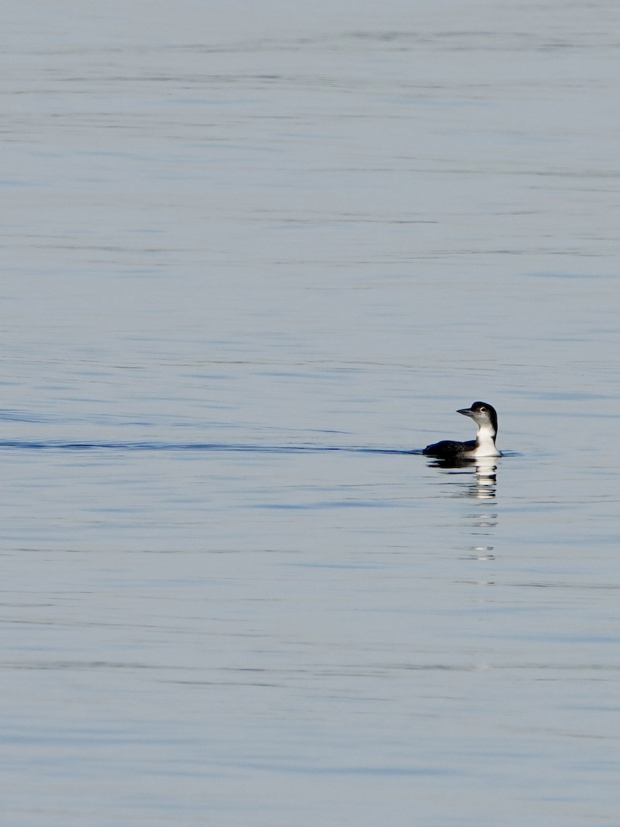 Common Loon - ML646645027