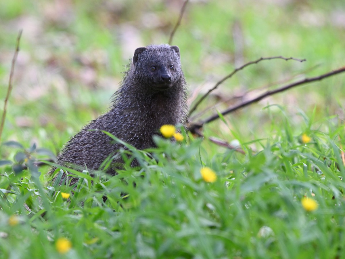 נמייה מצויה - ML646645029