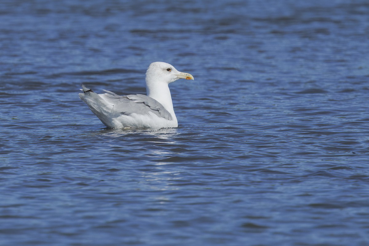 Хохотунья - ML646645032