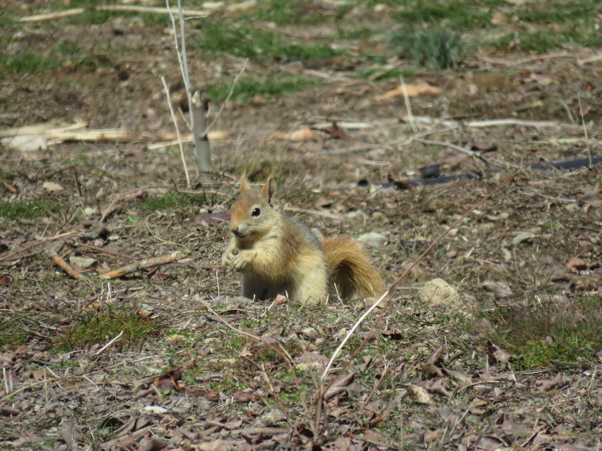 Anadolu Sincabı - ML646645033