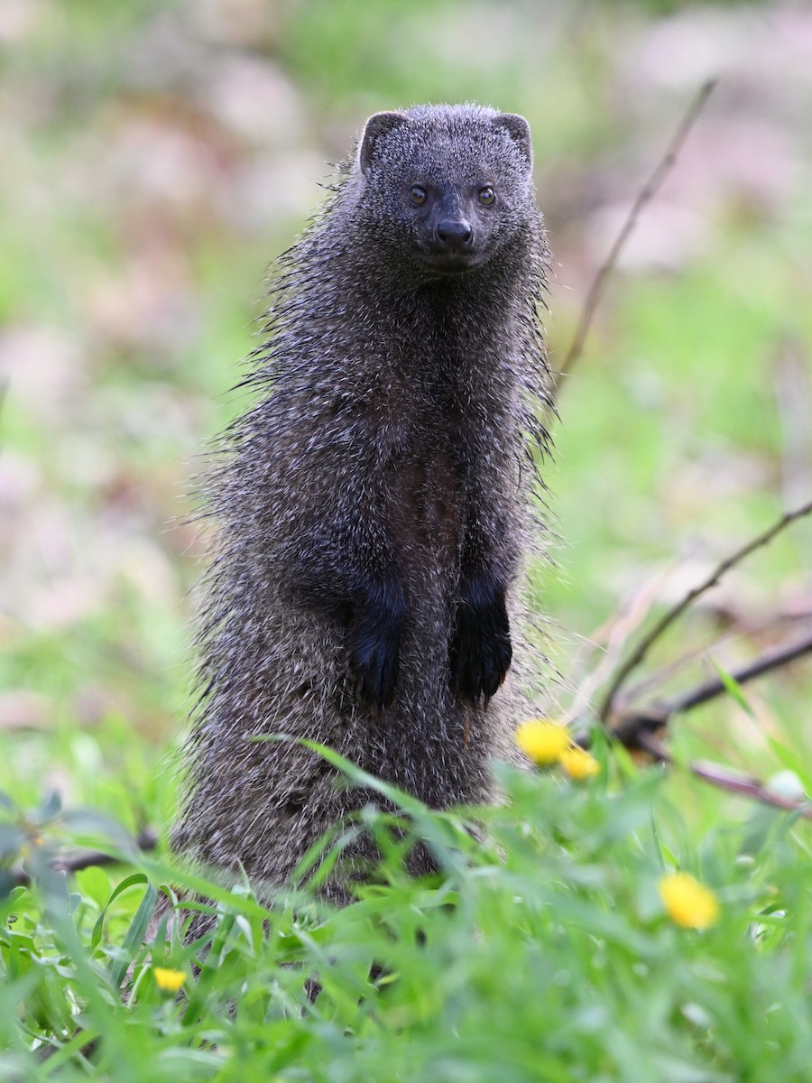 נמייה מצויה - ML646645034