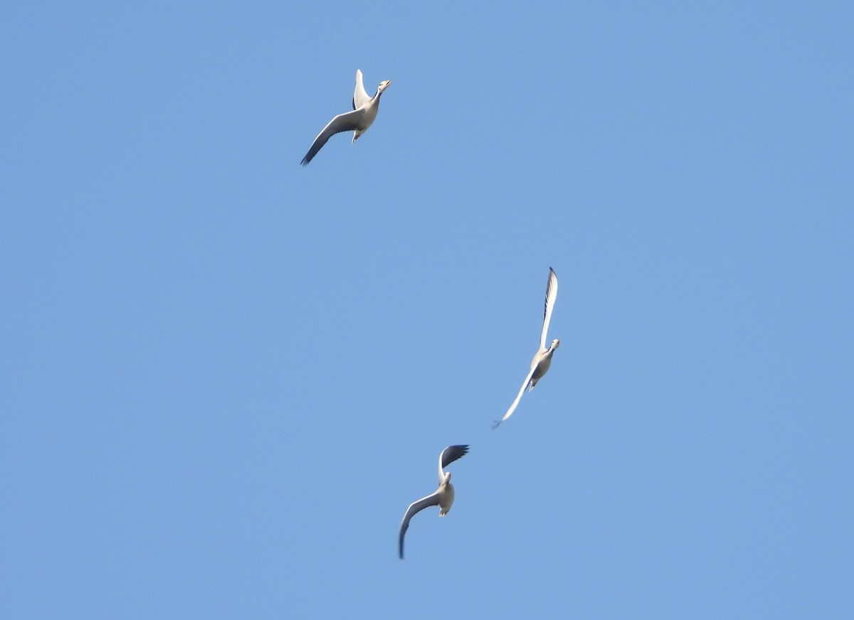 Oie à tête barrée - ML646645037