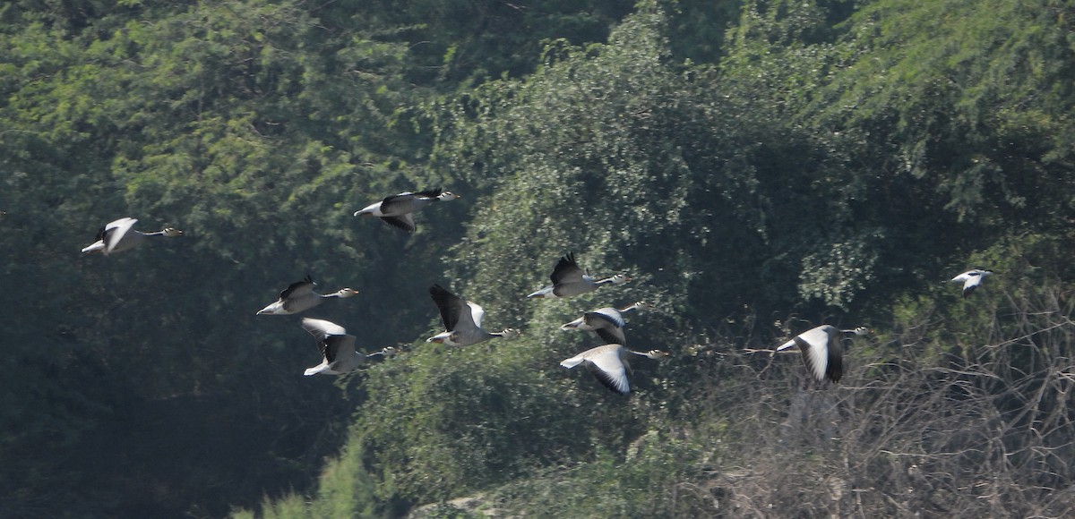 Oie à tête barrée - ML646645038