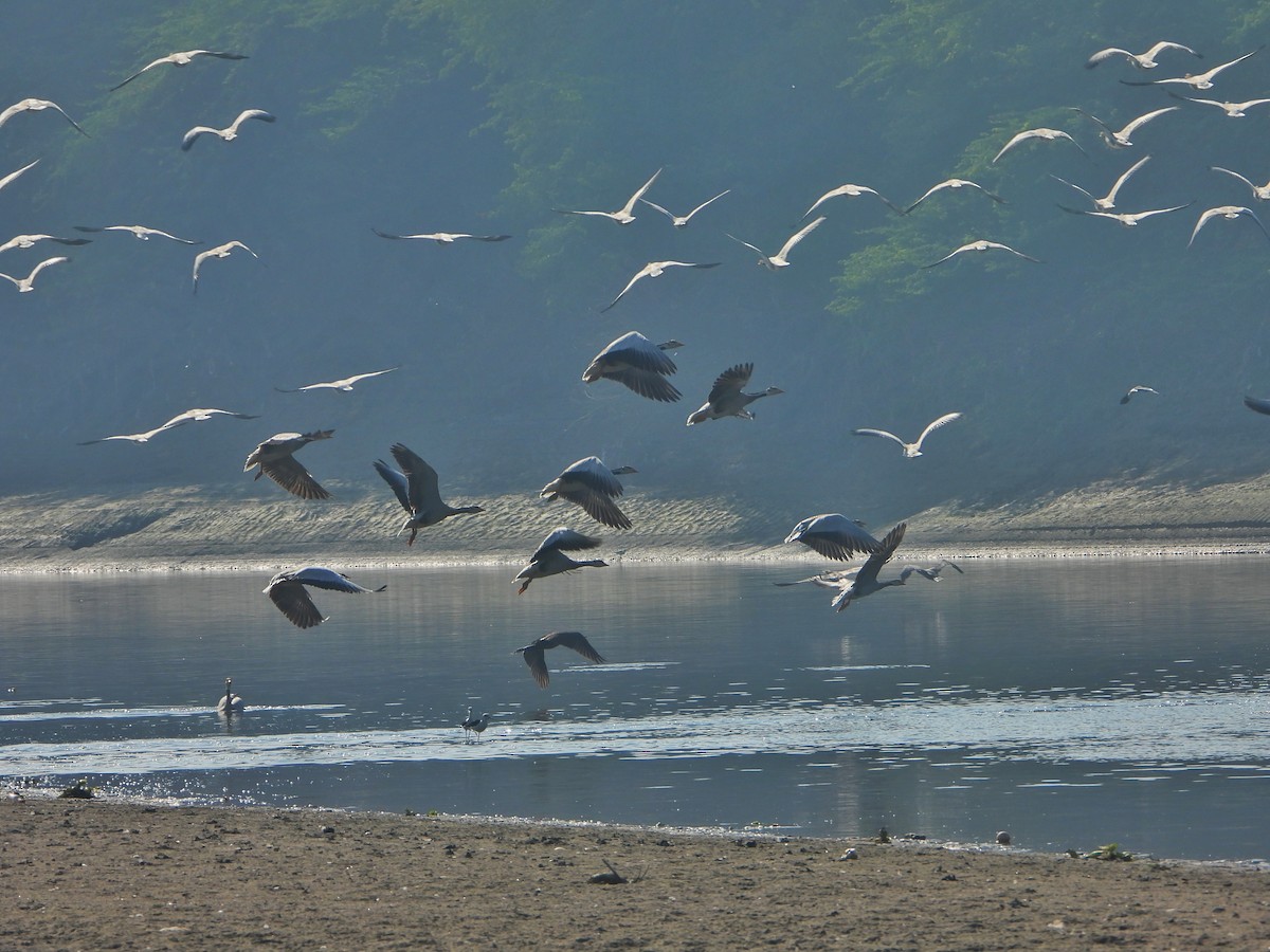 Oie à tête barrée - ML646645039