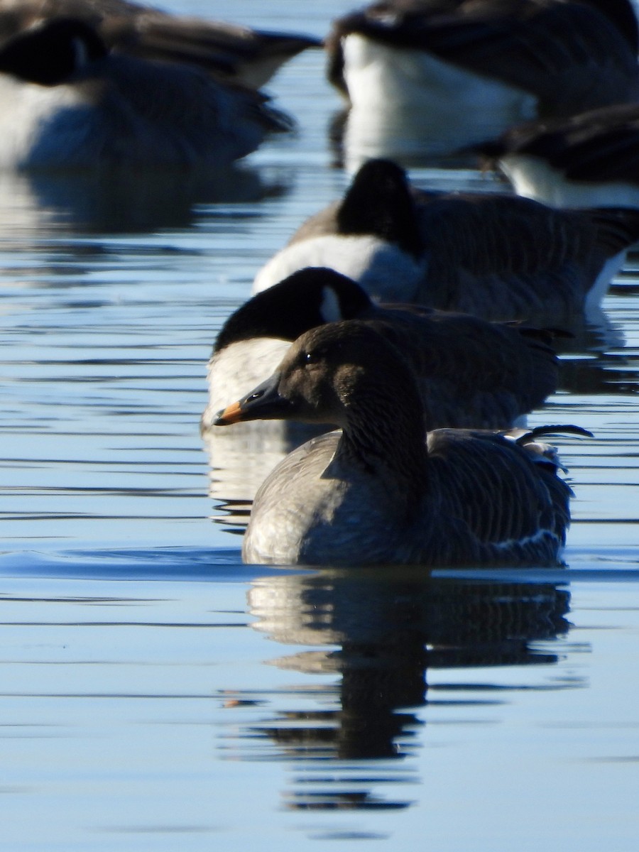 tundrasædgås - ML646645042