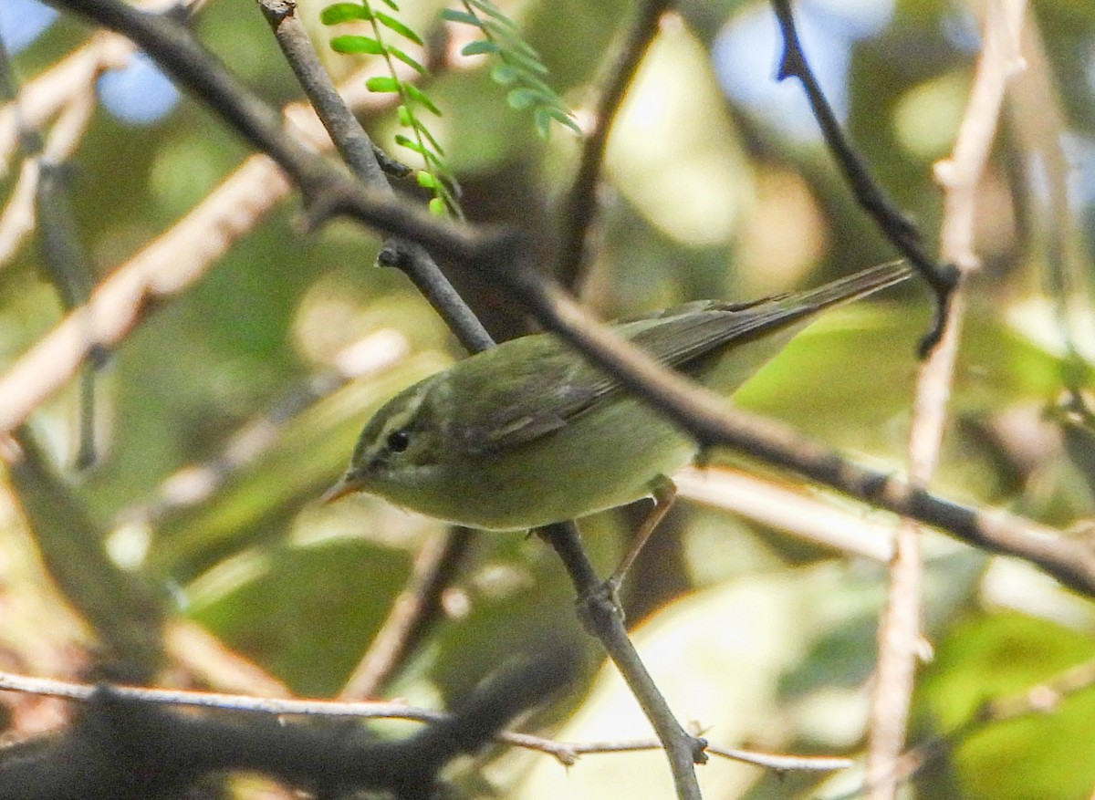 østsanger - ML646645043