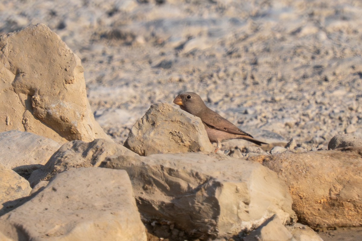 Trumpeter Finch - ML646645048