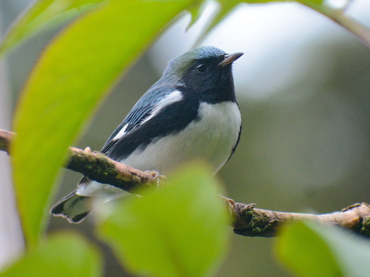 Black-throated Blue Warbler - ML646645049