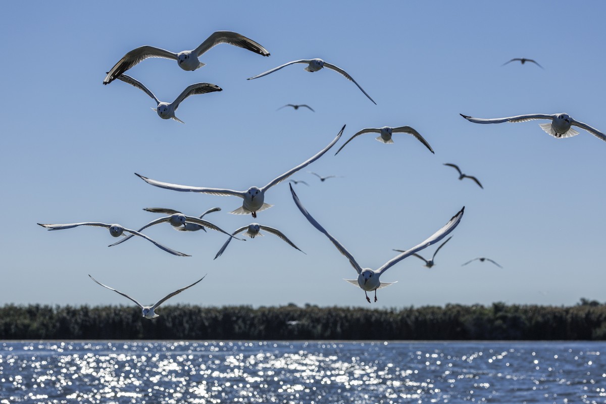 Озёрная чайка - ML646645055