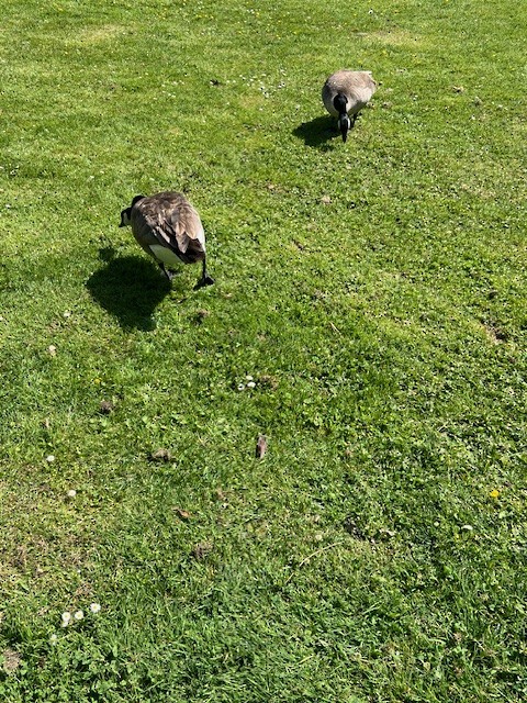 Canada Goose - ML646645057