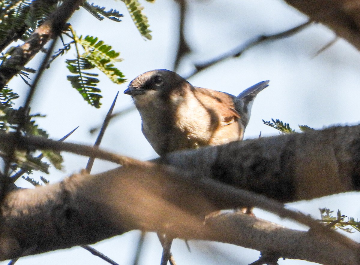 Славка-завирушка - ML646645058