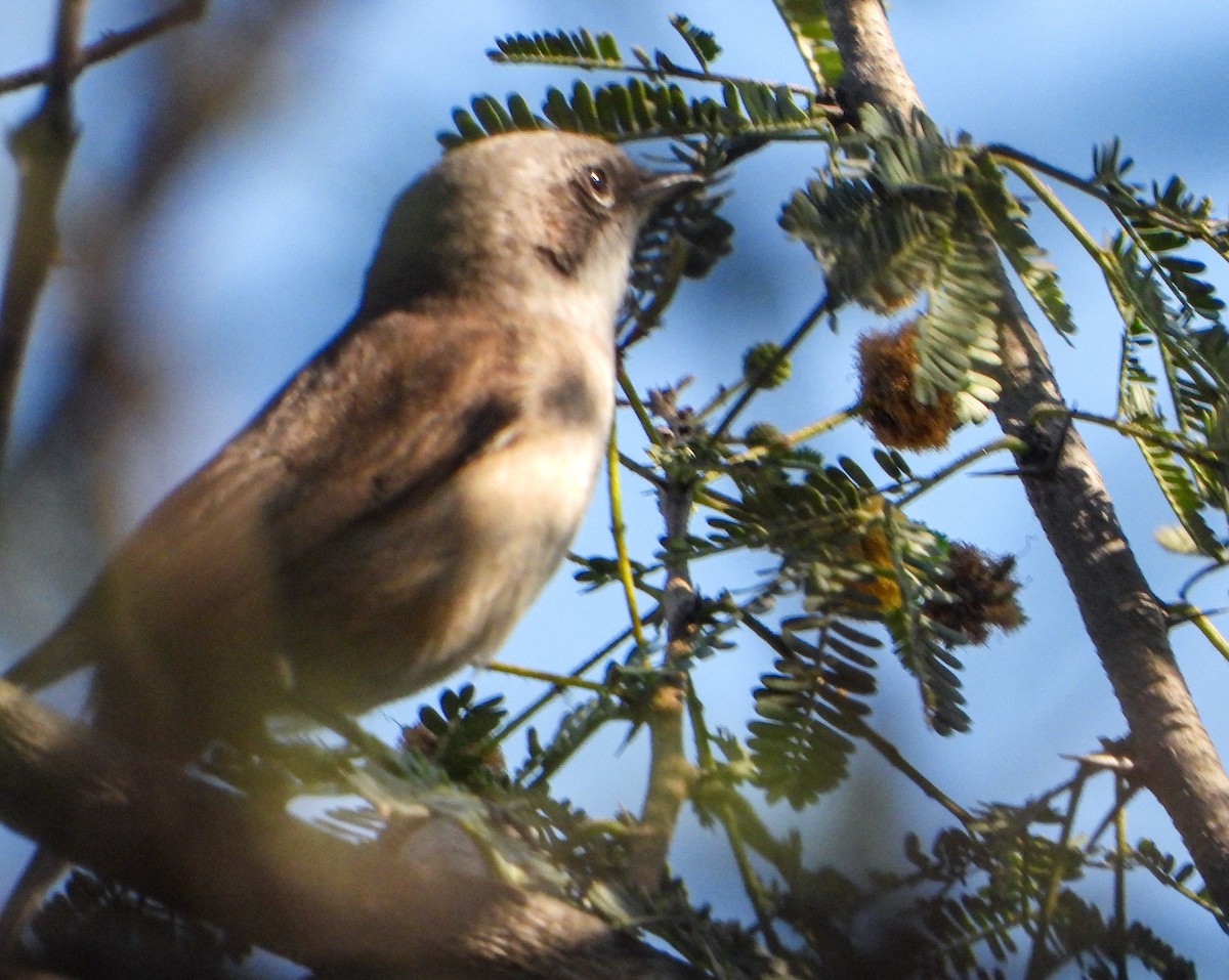 Славка-завирушка - ML646645059