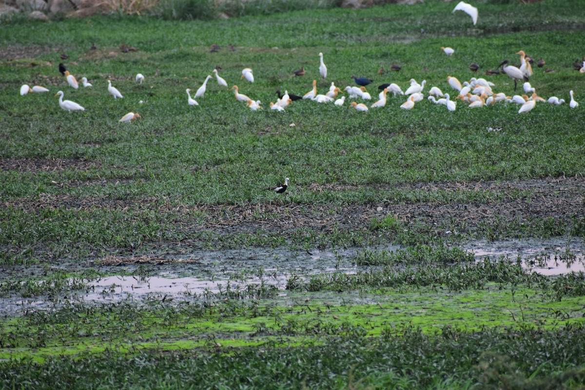 fasanbladhøne - ML646645066