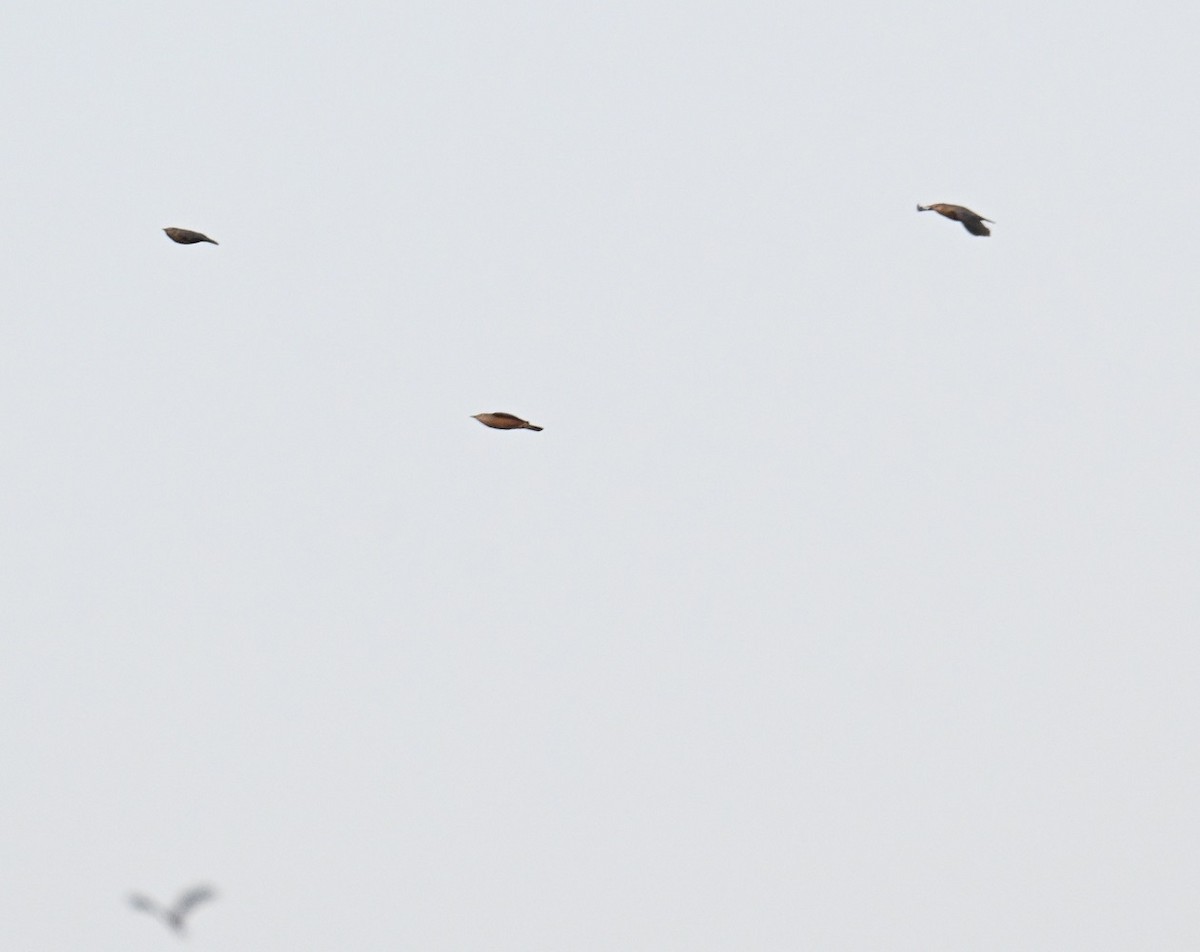 灰頭椋鳥 - ML646645072