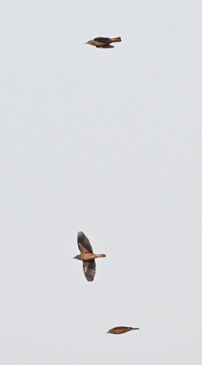 灰頭椋鳥 - ML646645073