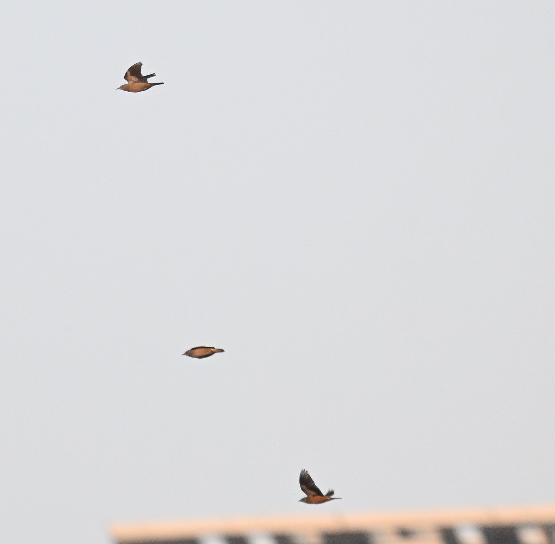 灰頭椋鳥 - ML646645074