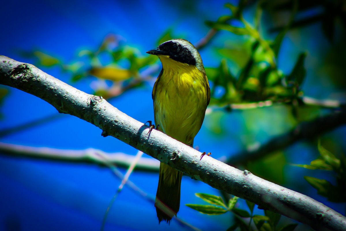 Common Yellowthroat - ML646645077