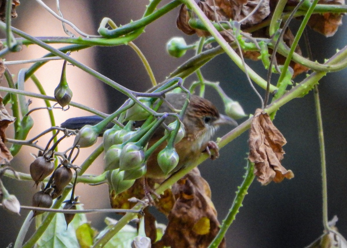 Охристая тимелия - ML646645079