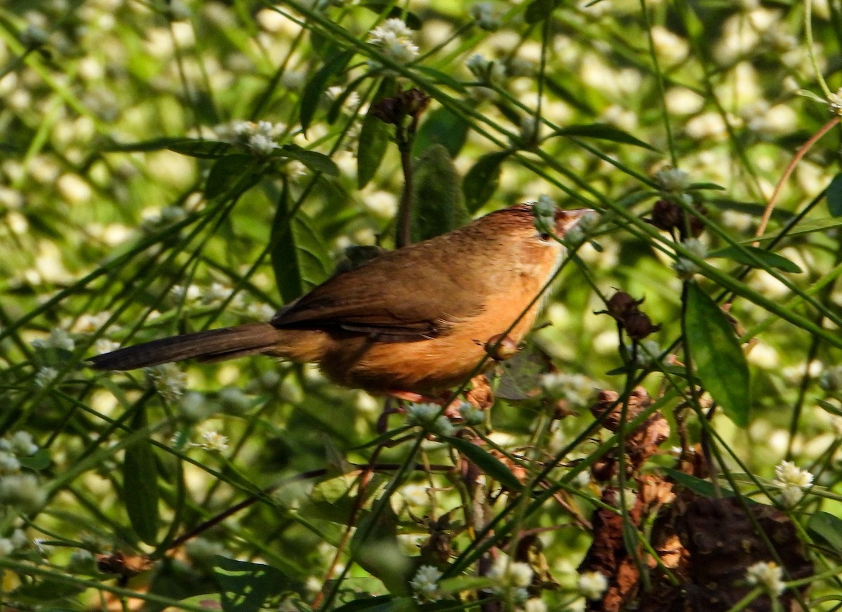 Охристая тимелия - ML646645080