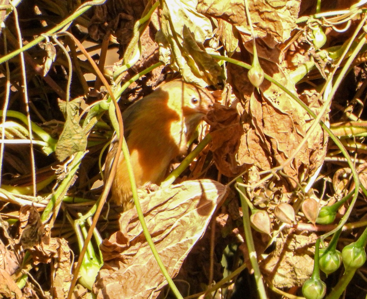 Охристая тимелия - ML646645081