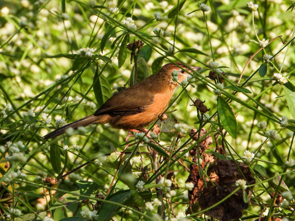 Охристая тимелия - ML646645082