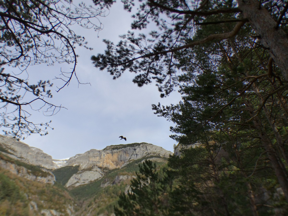 Bearded Vulture - ML646645083