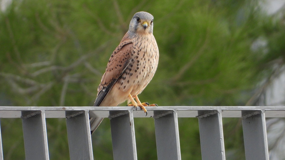 紅隼 - ML646645085