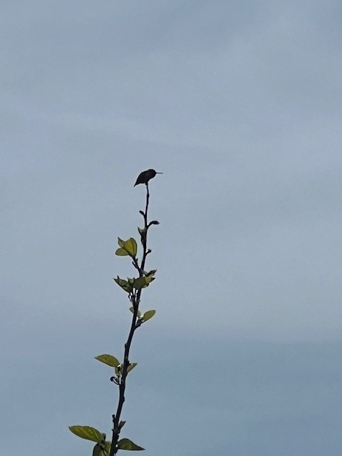 Anna's Hummingbird - ML646645086