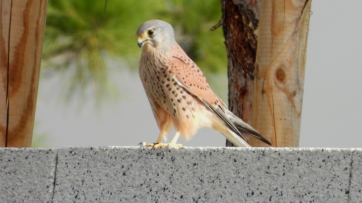 紅隼 - ML646645088