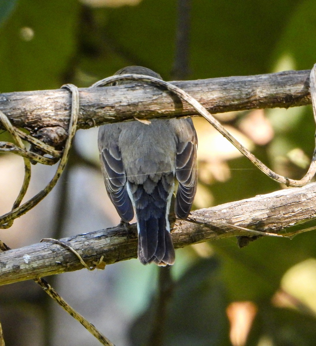 Малая мухоловка - ML646645091