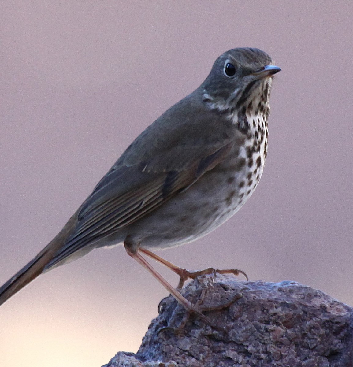 Hermit Thrush - ML646645092