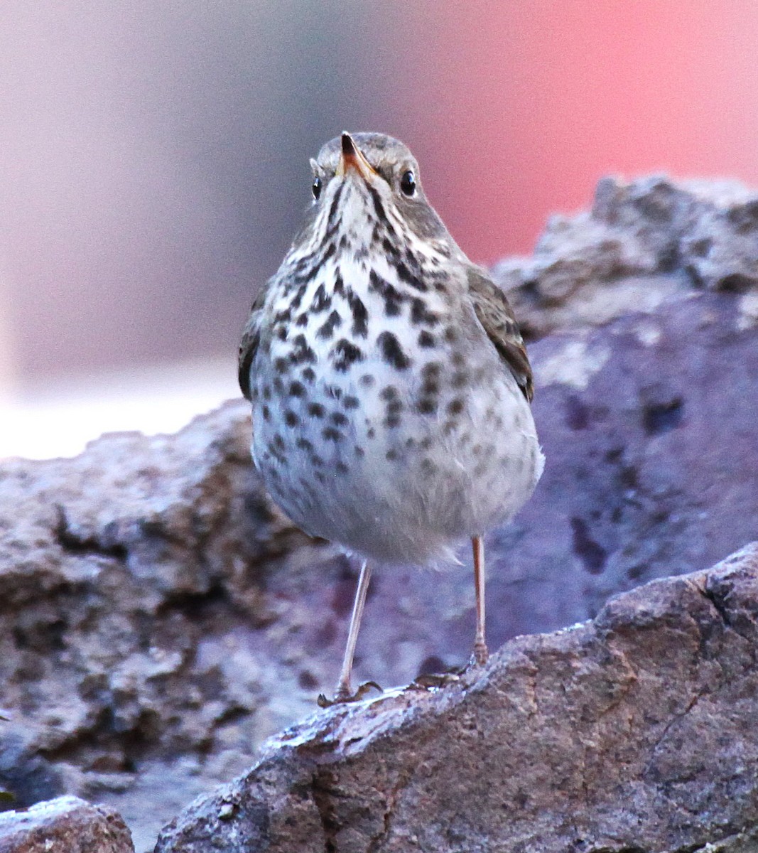 Hermit Thrush - ML646645093