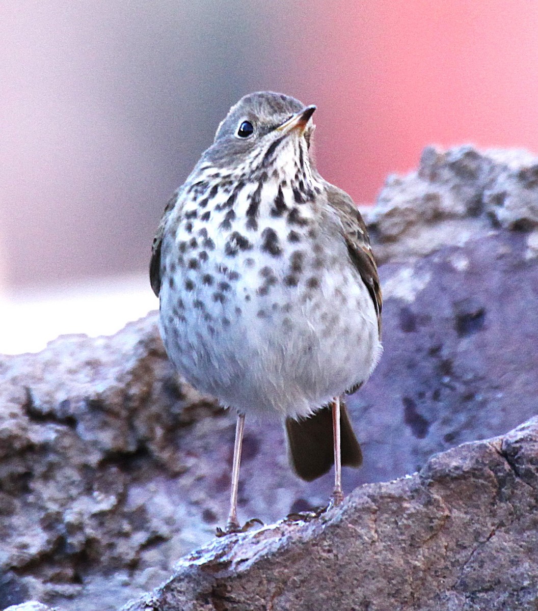 Hermit Thrush - ML646645094