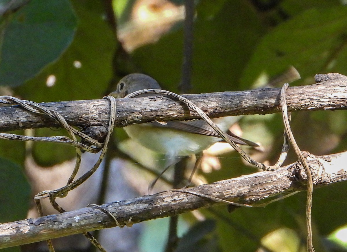 Восточная малая мухоловка - ML646645095