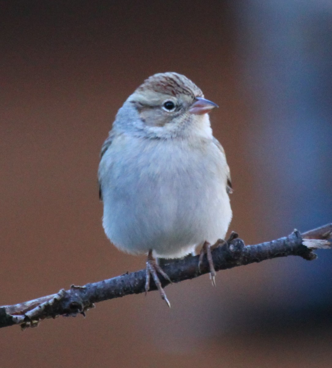 Chipping Sparrow - ML646645100