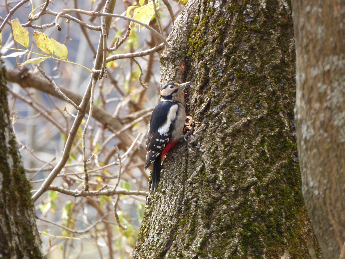 Great Spotted Woodpecker - ML646645104