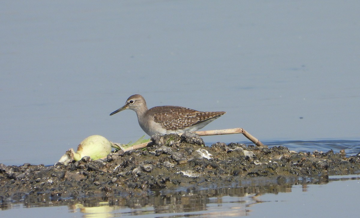 vodouš bahenní - ML646645105