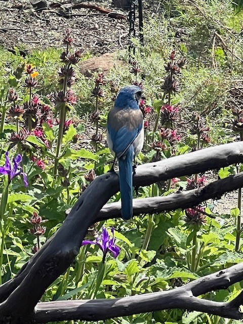 California Scrub-Jay - ML646645106