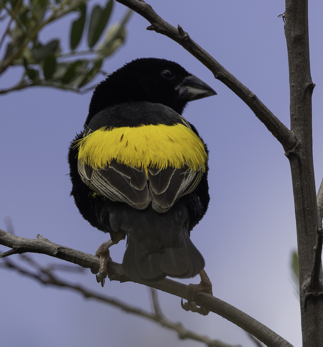 Obispo Culigualdo - ML646645107