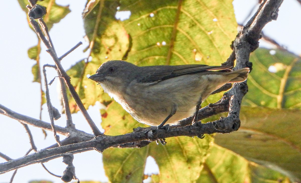 Толстоклювый цветоед - ML646645108