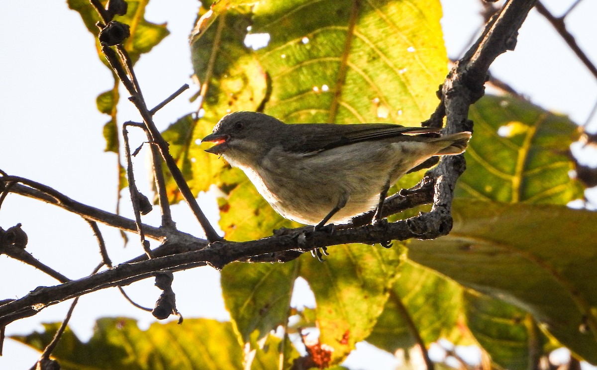 Толстоклювый цветоед - ML646645109