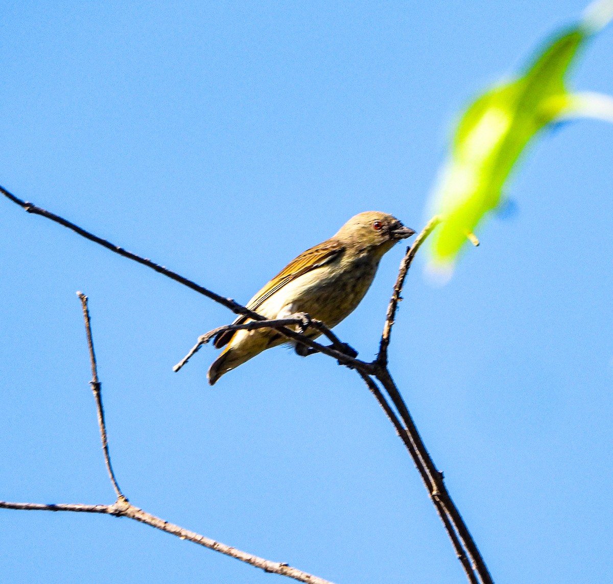 Толстоклювый цветоед - ML646645110