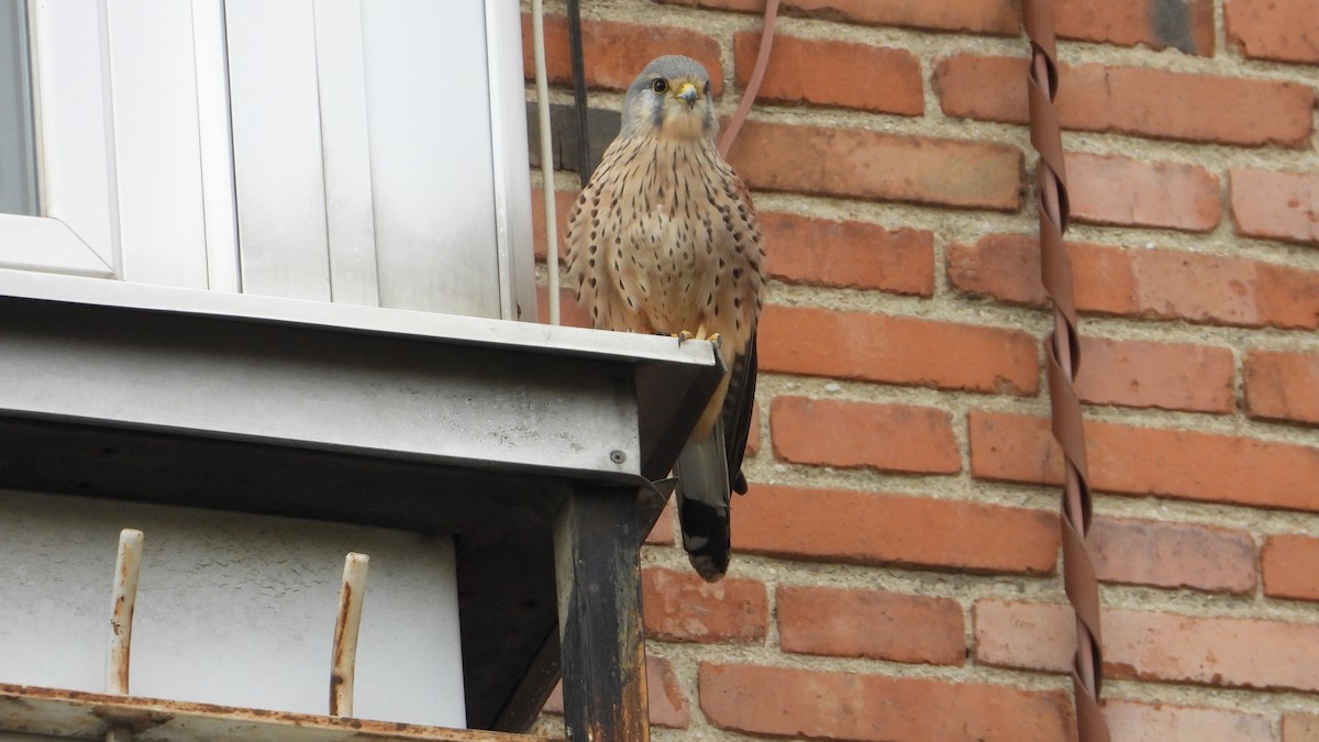 紅隼 - ML646645112