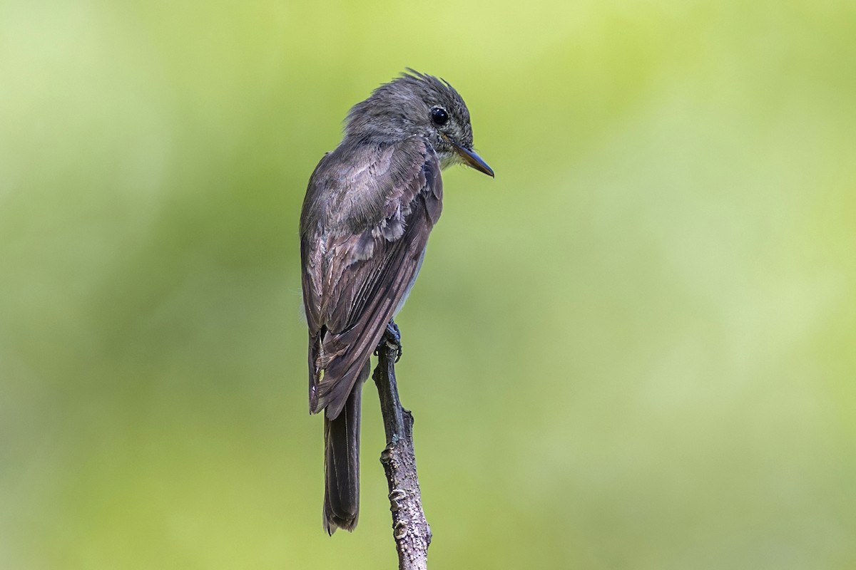 Blasskehl-Schnäppertyrann - ML646645113