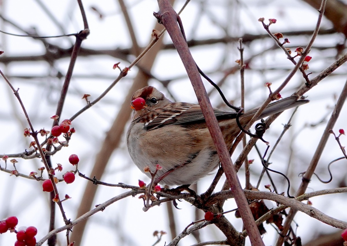 ミヤマシトド - ML646645116