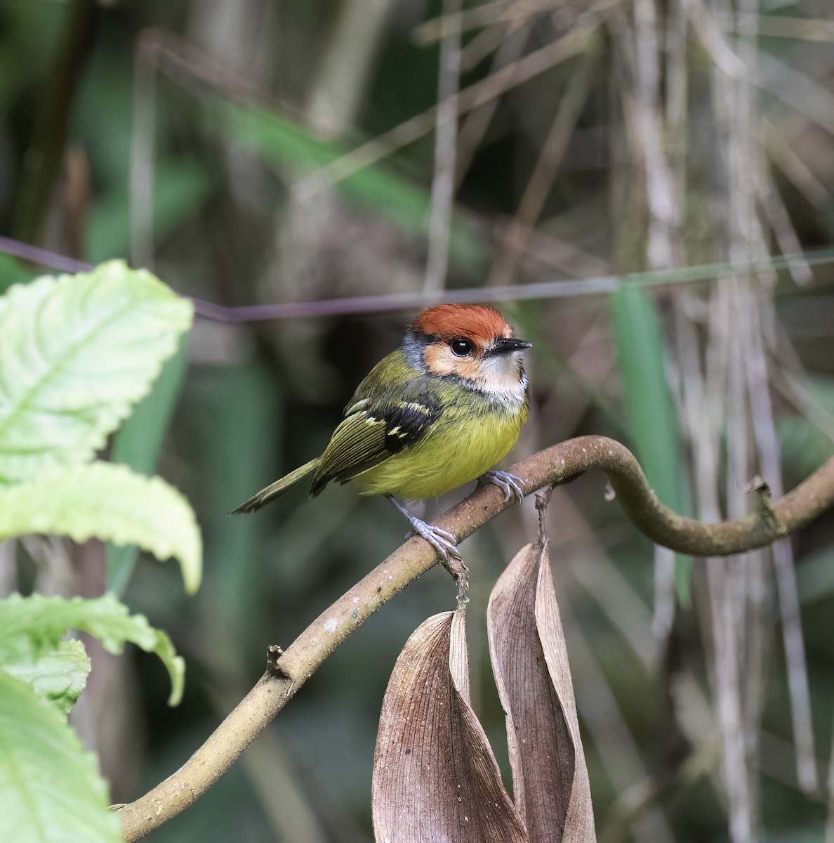 Rufous-crowned Tody-Flycatcher - ML646645117