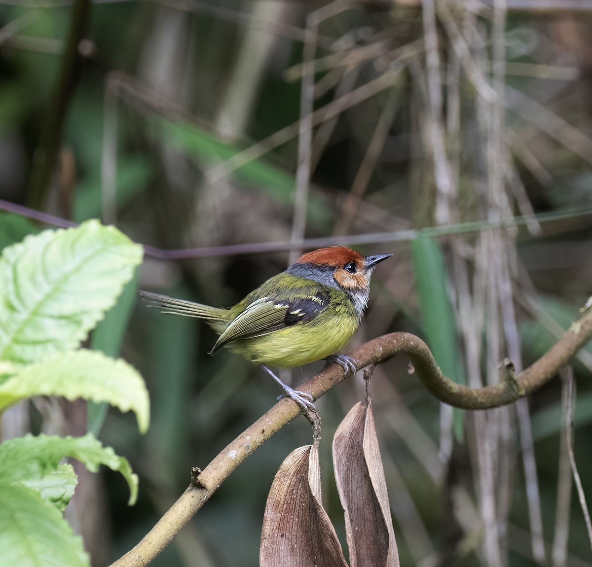 Rufous-crowned Tody-Flycatcher - ML646645118