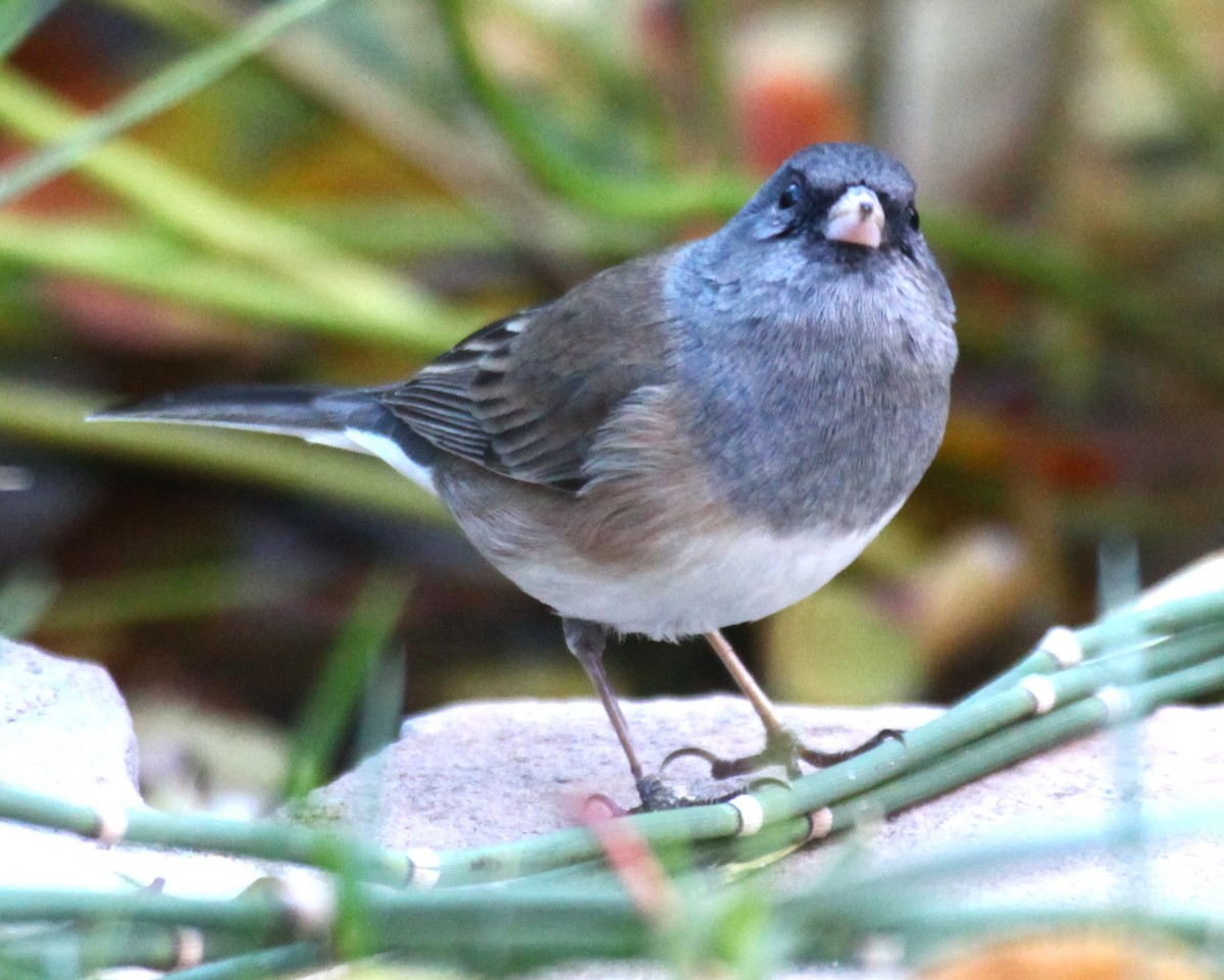 Dark-eyed Junco - ML646645124