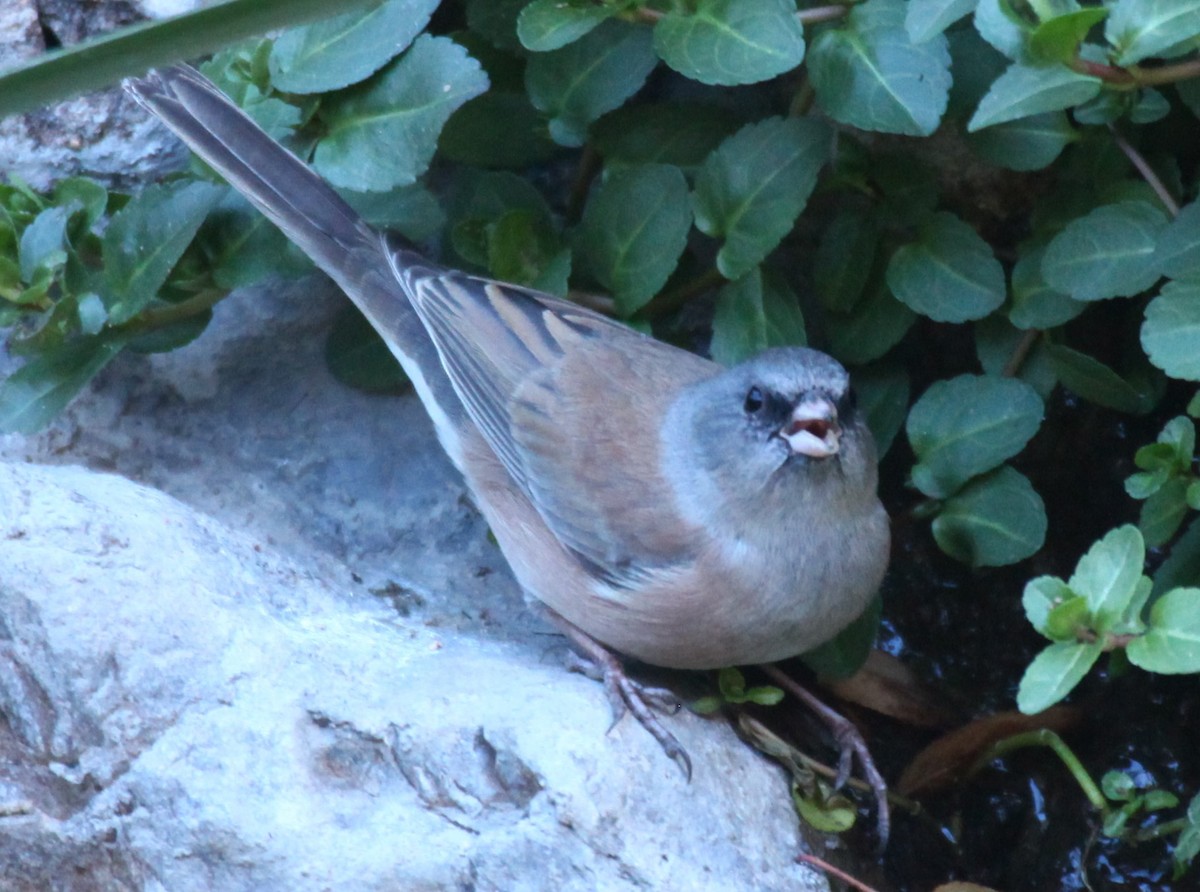 Dark-eyed Junco - ML646645125