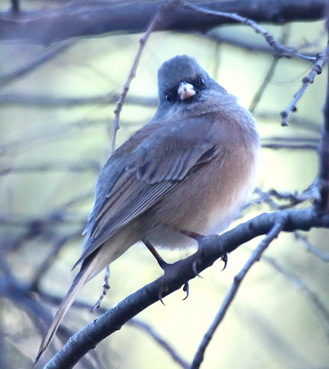 Dark-eyed Junco - ML646645126